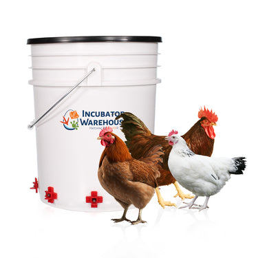 5 gallon bucket With three chickens